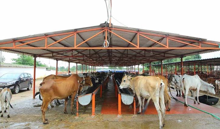 Cows grazing freely