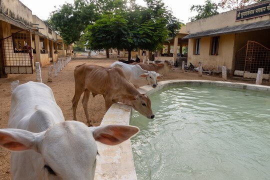 Indian breed cow