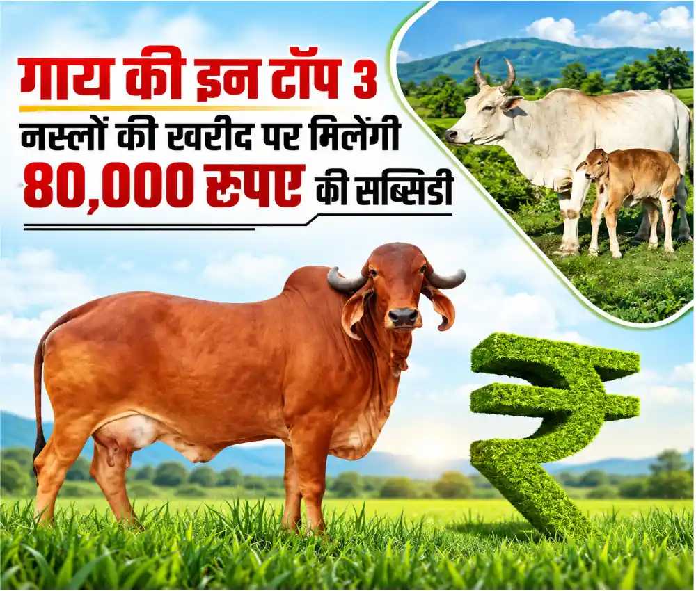 Mother Cow & Calf at Pashupalan Yojana
